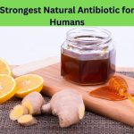 What is the Strongest Natural Antibiotic for Humans?